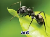 Definition & pronunciation of ant