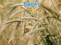 Definition & pronunciation of barley