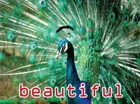 Definition & pronunciation of beautiful