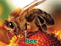 Definition & pronunciation of bee