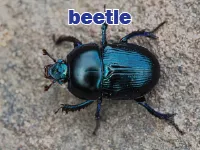 Definition & pronunciation of beetle