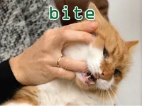 Definition & pronunciation of bite
