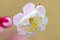 Definition & pronunciation of blossom