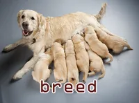 Definition & pronunciation of breed