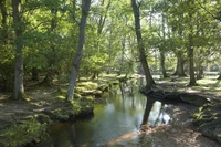 Definition & pronunciation of brook