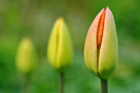 Definition & pronunciation of bud