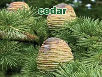 Definition & pronunciation of cedar
