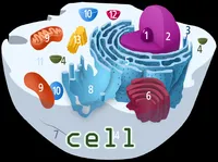 Definition & pronunciation of cell