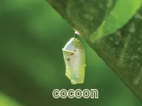 Definition & pronunciation of cocoon