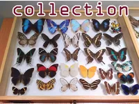 Definition & pronunciation of collection