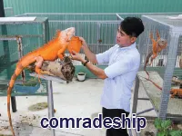 Definition & pronunciation of comradeship