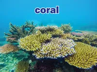 Definition & pronunciation of coral
