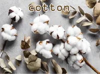 Definition & pronunciation of cotton