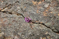 Definition & pronunciation of crevice