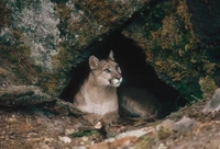 Definition & pronunciation of den