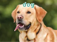 Definition & pronunciation of dog