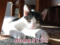 Definition & pronunciation of domestic