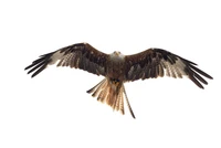 Definition & pronunciation of eagle