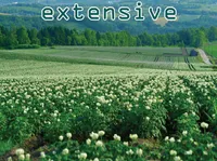 Definition & pronunciation of extensive
