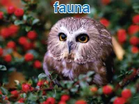 Definition & pronunciation of fauna