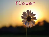Definition & pronunciation of flower