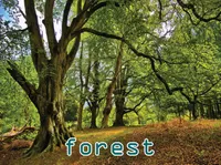 Definition & pronunciation of forest