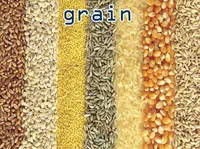 Definition & pronunciation of grain