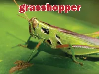 Definition & pronunciation of grasshopper
