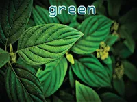 Definition & pronunciation of green