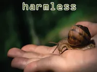 Definition & pronunciation of harmless