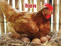 Definition & pronunciation of hen