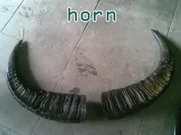Definition & pronunciation of horn