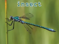 Definition & pronunciation of insect