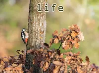 Definition & pronunciation of life