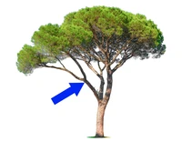 Definition & pronunciation of limb