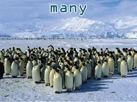 Definition & pronunciation of many