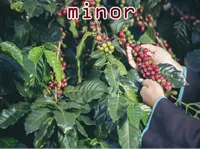 Definition & pronunciation of minor