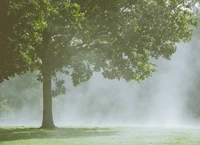 Definition & pronunciation of mist