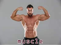 Definition & pronunciation of muscle