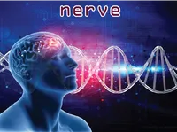 Definition & pronunciation of nerve