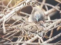 Definition & pronunciation of nest