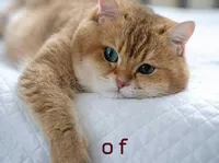 Definition & pronunciation of of