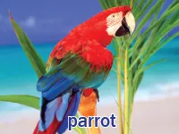 Definition & pronunciation of parrot