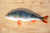 Definition & pronunciation of perch