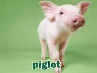 Definition & pronunciation of piglet