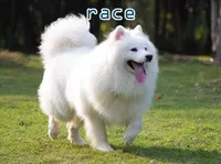 Definition & pronunciation of race