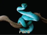Definition & pronunciation of rare