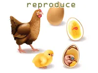 Definition & pronunciation of reproduce