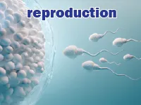 Definition & pronunciation of reproduction