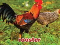 Definition & pronunciation of rooster